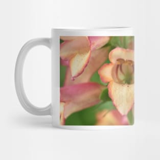 Digitalis x valinii Illumination Pink = 'Tmdgfp001' Foxglove Illumination Series Mug